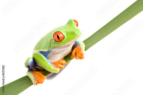frog on a leaf isolated