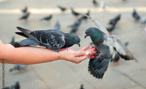 Pigeons Feeding and Balancing on Woman's Hand, St. Mark's Square