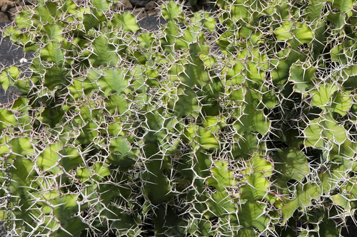 Euphorbia grandicornis ( Cow's Horn, Big Horned Euphorbia ) photo