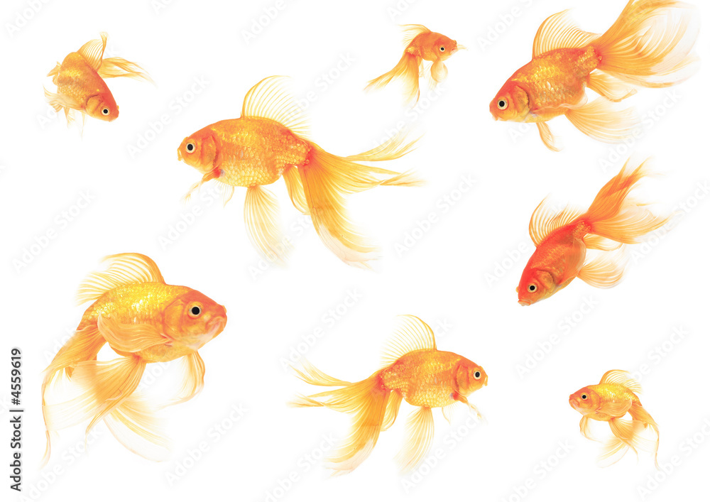 Naklejka premium Many goldfish in different sizes