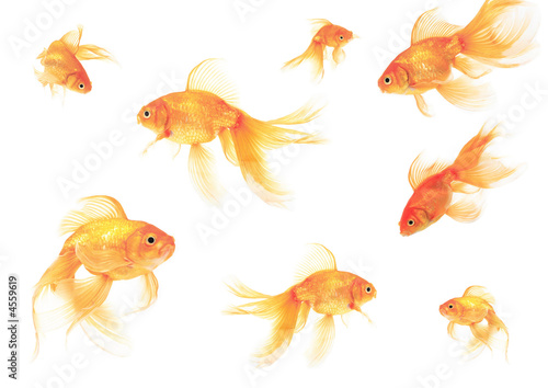 Many goldfish in different sizes