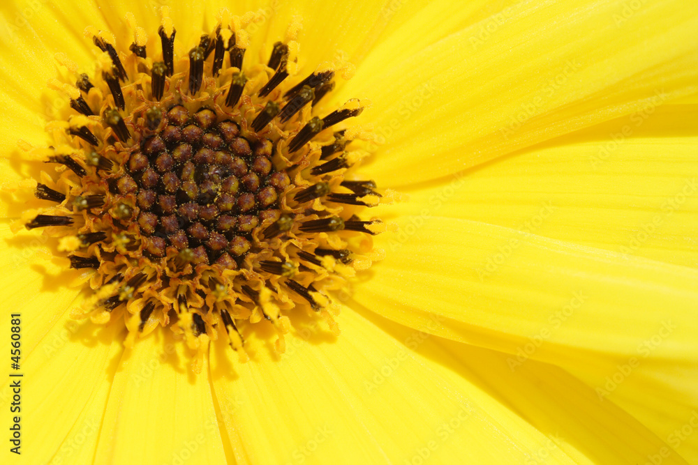 fleur jaune fleur jaune