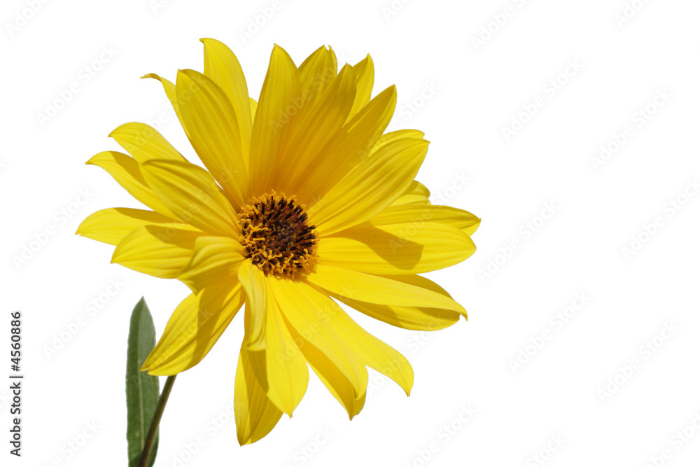 fleur jaune détourée