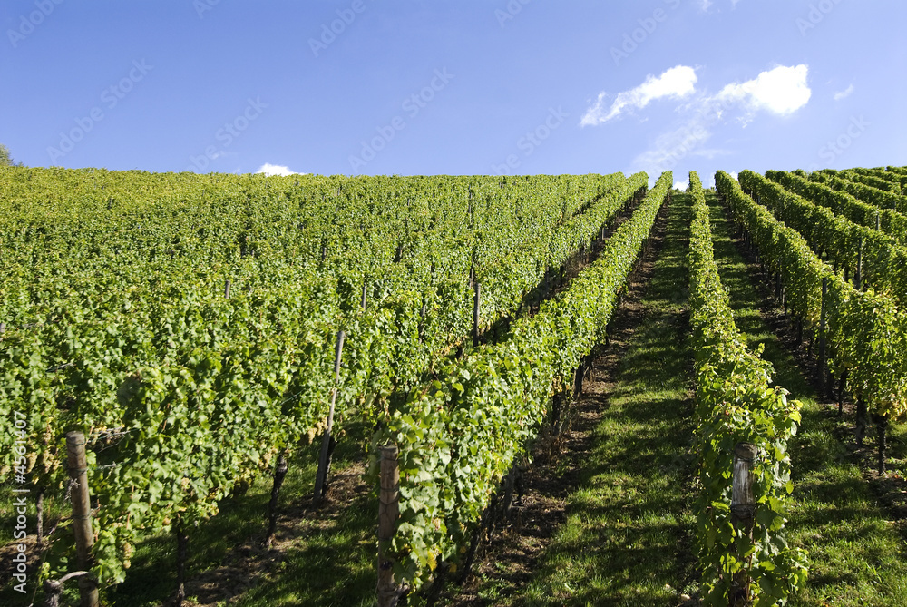 Obraz premium wingert