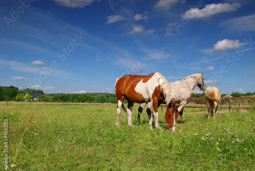 Horses grazing in meadow © Patrick Hermans