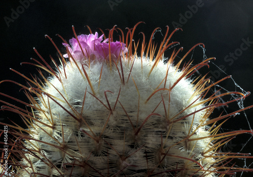 blühender Kaktus -  Mammillaria bombycina photo