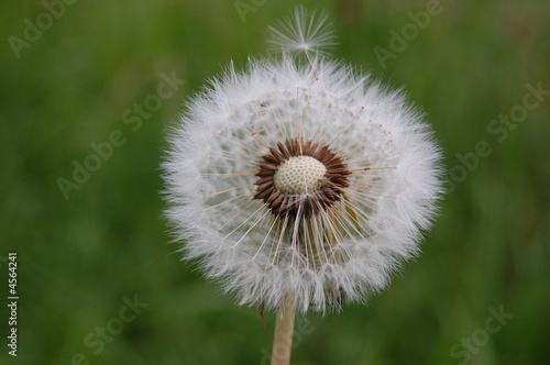 Pusteblume