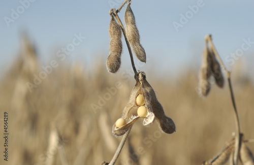 Fall Harvest: Soybeans © Photosbyjam
