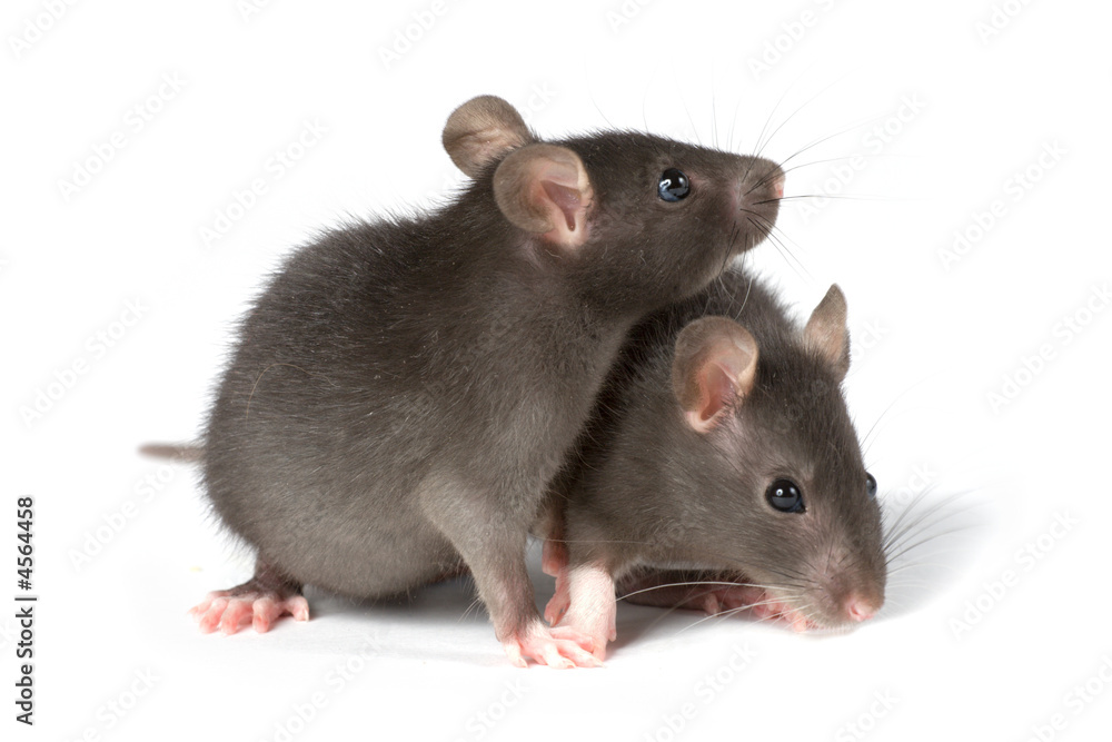 rats