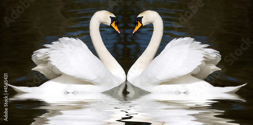 Fototapeta Naklejka Na Ścianę i Meble -  Loving swans