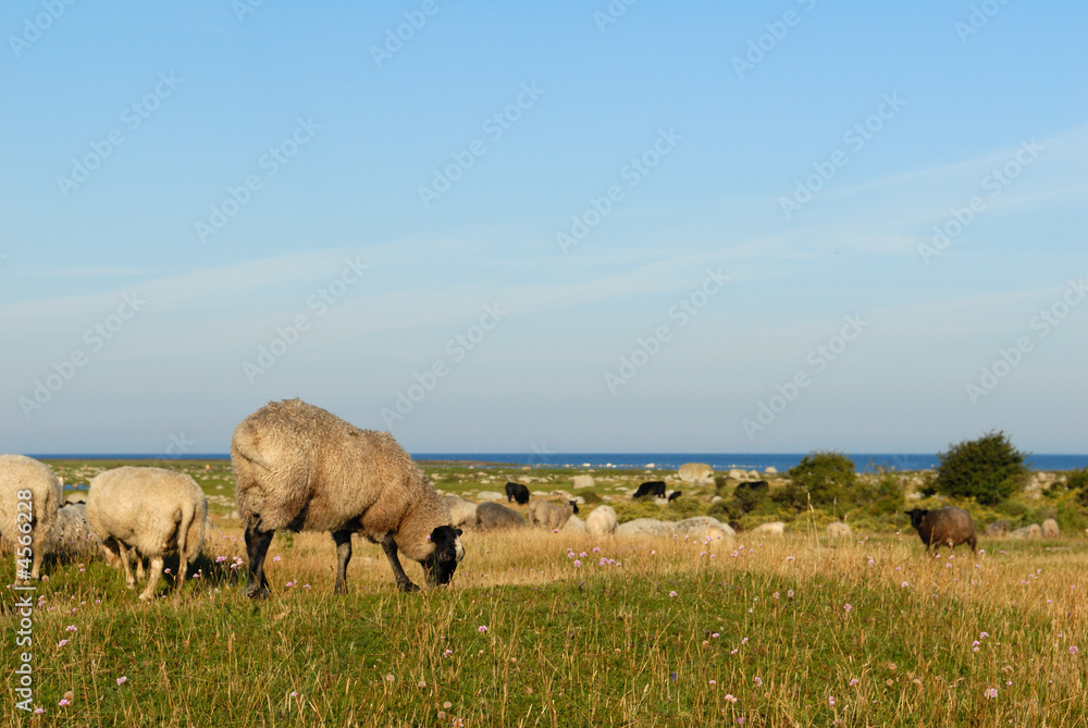 Obraz premium mouton paturage ile oland