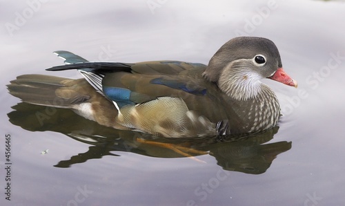 Canvas Print Mandarin duck
