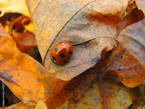 autumn lady-bird