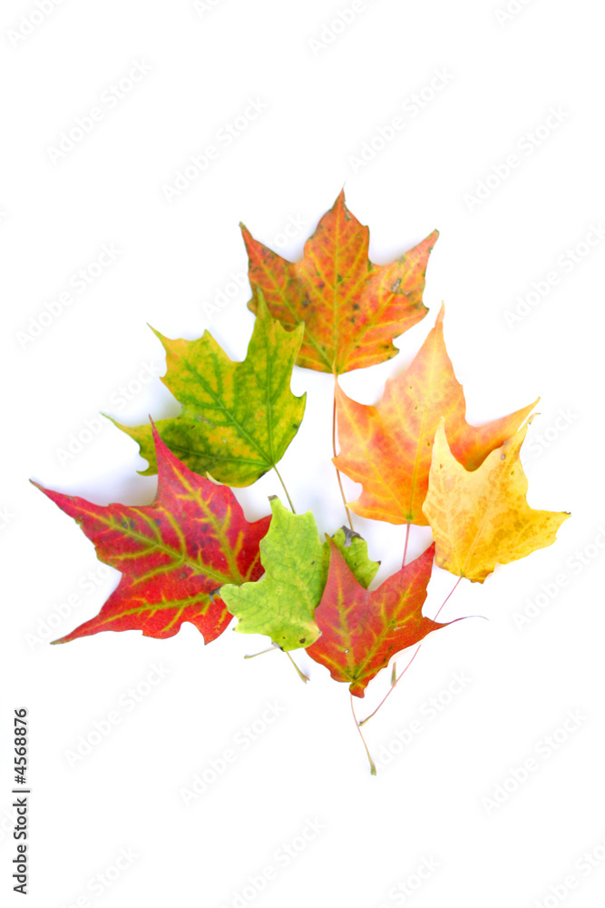 Fototapeta premium maple leaf shape