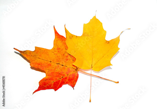  Maple Leaves