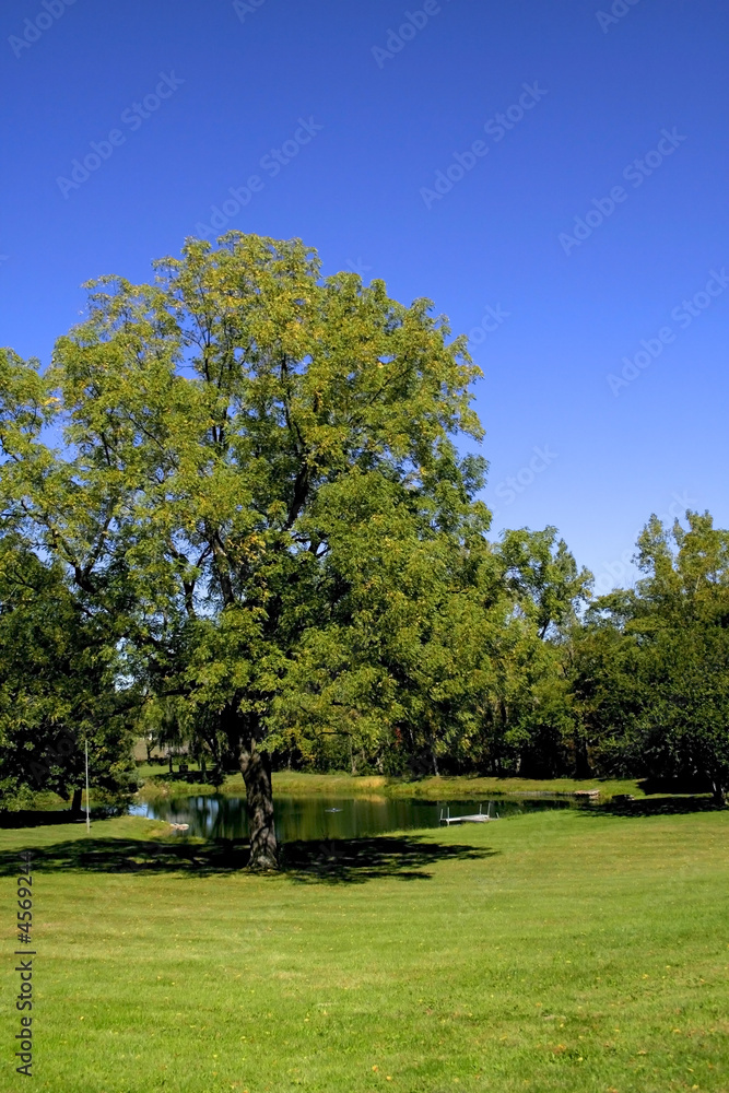 Lush Green Park