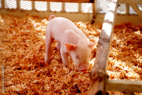 Piglet