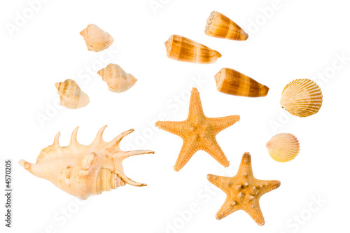 Star-fish and seashells