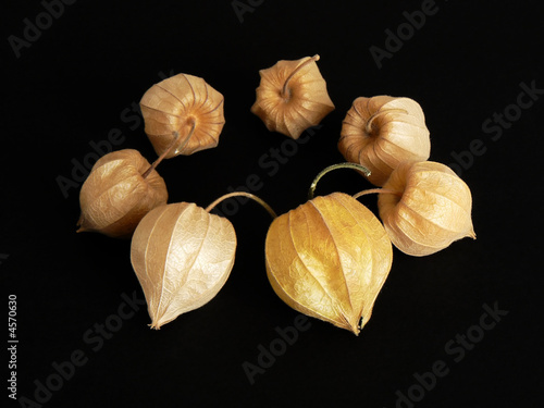 Circle of Tomatillos