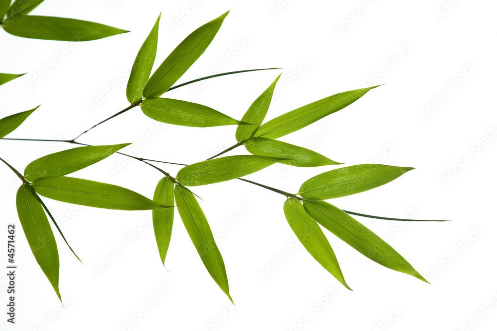 Naklejka premium bamboo- leaves