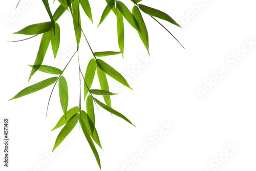 Fototapeta Naklejka Na Ścianę i Meble -  bamboo- leaves