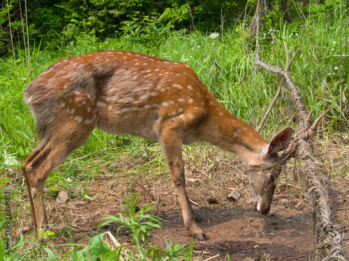 Fototapeta Naklejka Na Ścianę i Meble -  Deer in Net 14
