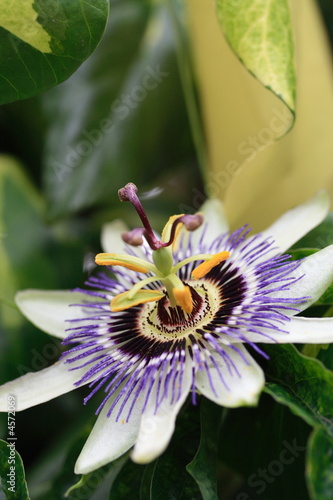 passion flower