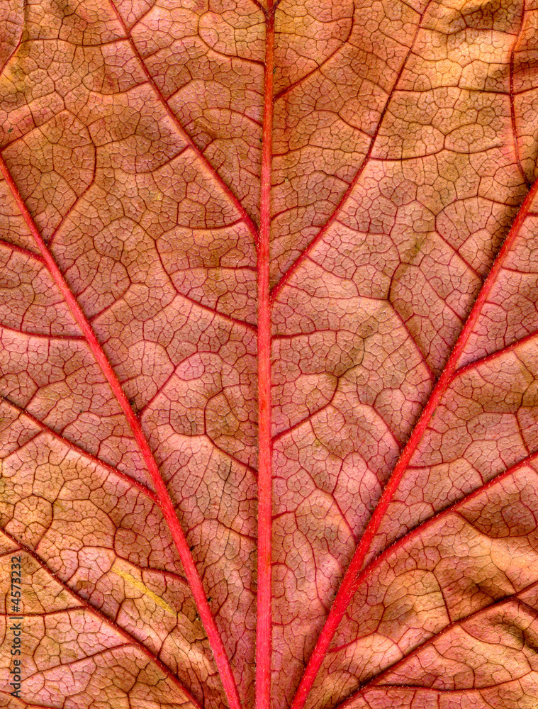 Fototapeta premium Close up of a fall leaf with red veins.