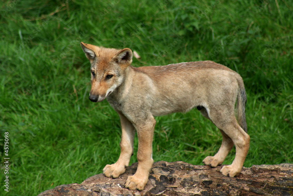Fototapeta premium kleiner Wolf