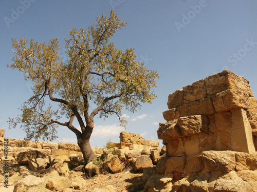 resti del tempio dei Dioscuri & ulivo