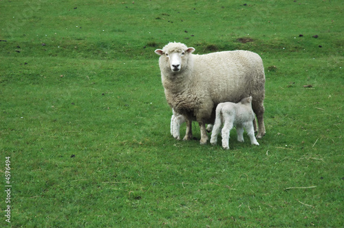 Sheep and newborn lambs on green grass