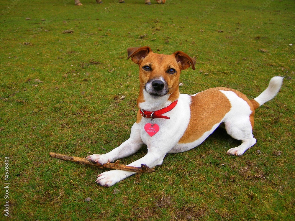 A Jack Russell & a Stick 2