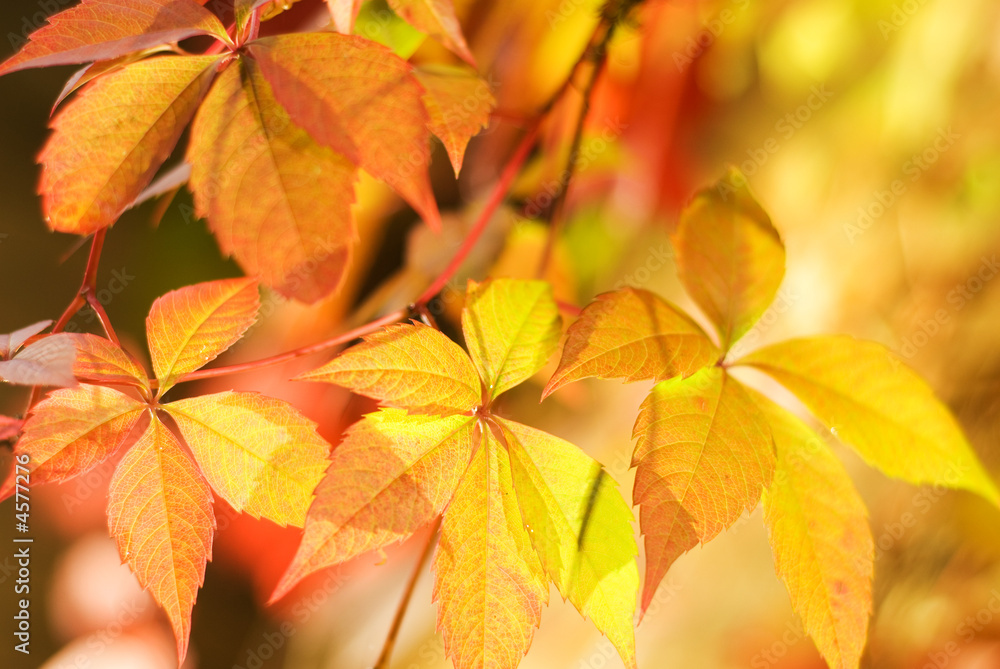 Autumn leaves on abstract blurred background Autumn leaves on abstract blurred background