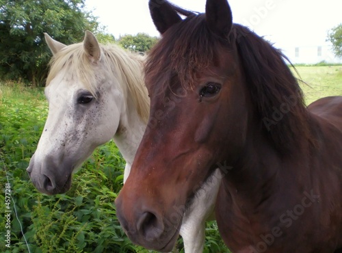 couple de chevaux © Laure F