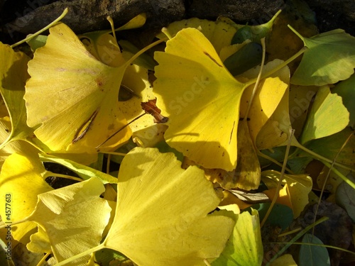 ginko autumn leaves colours001-by svetlana miko photo