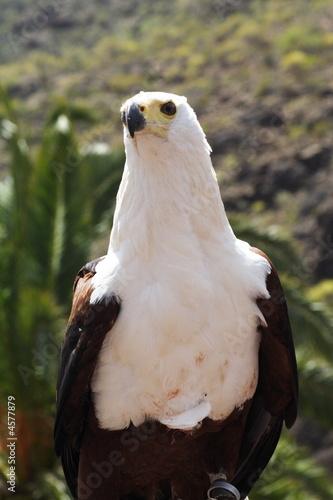 African Fish Eagle 
