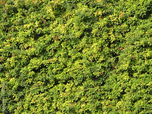 Green wall
