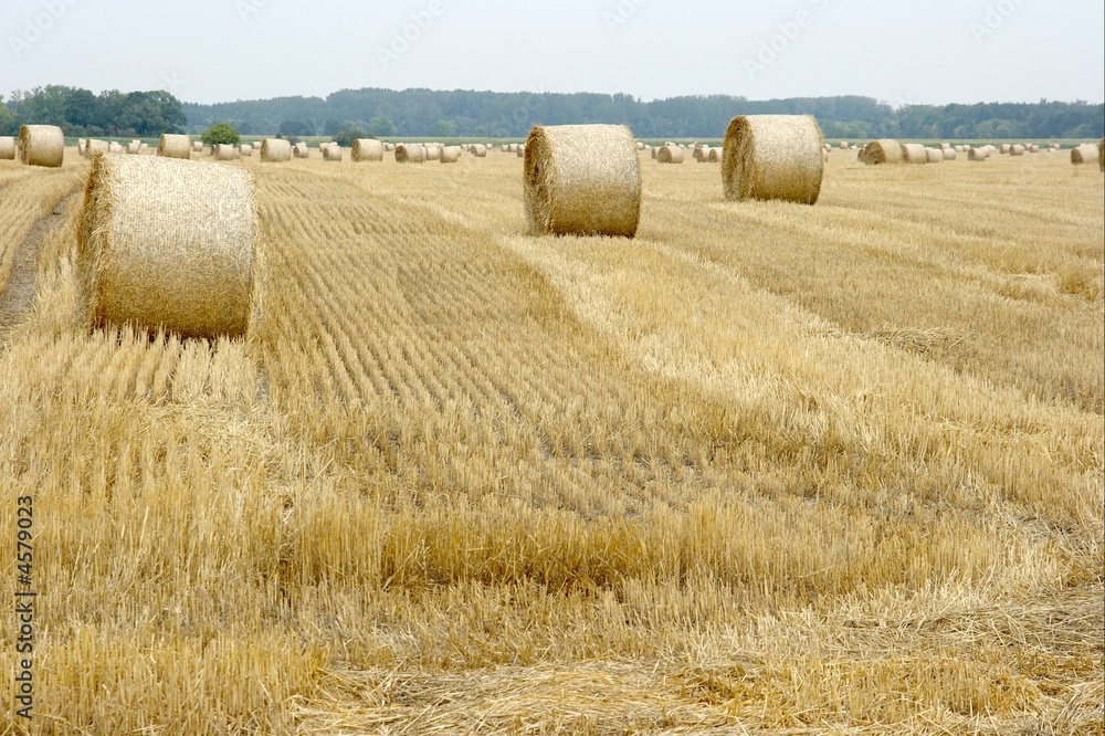 Agriculture