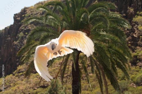 Cockatoo