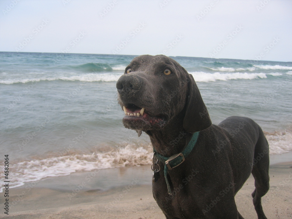 intense weimeraner dog on beach