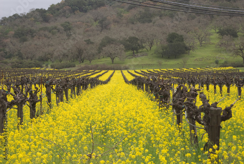 Mustard Growing in Vineyards