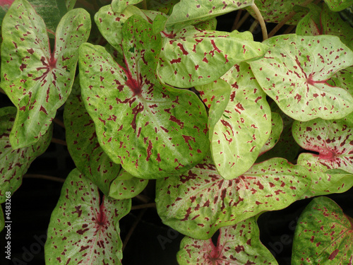 caladium - aracede