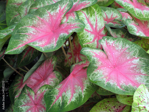 caladium-pink & green