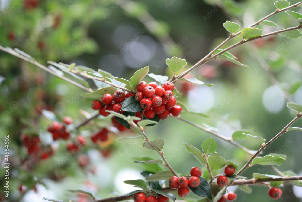 cotoneaster berries cotoneaster berries