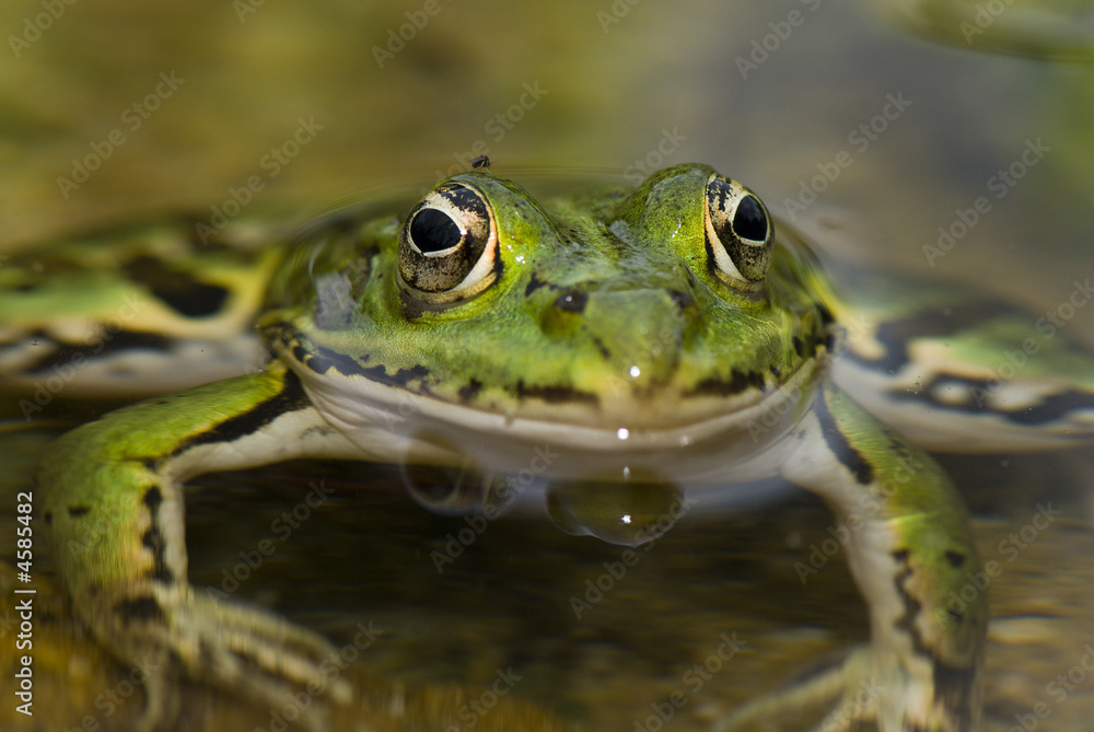 Grenouille verte de face