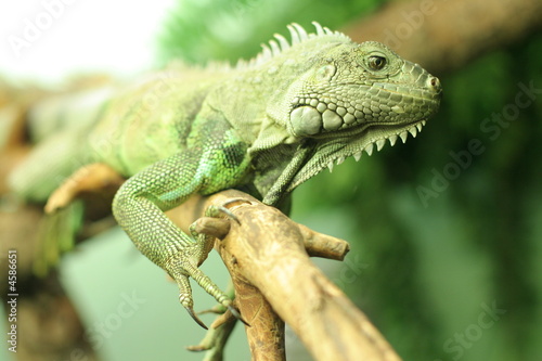 Chameleon on branch