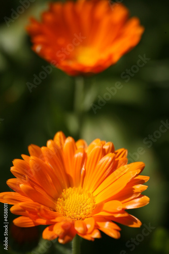 Ringelblumen photo