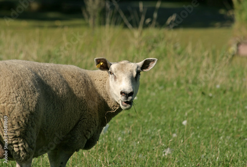 Sheep © Ellen Beijers