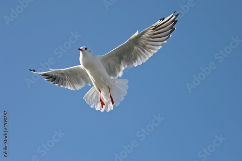seagull in full flight