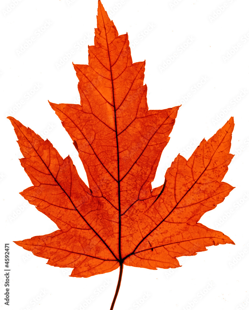 maple automn leaf maple automn leaf